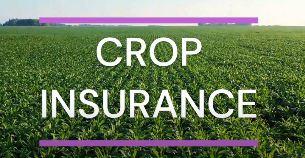 Crop Damage Insurance