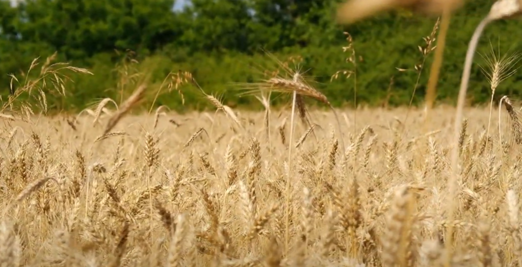 Crop Damage Insurance