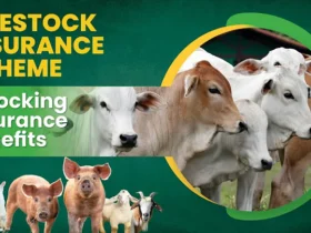 livestock insurance