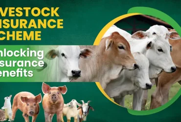 livestock insurance