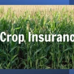 Crop Damage Insurance