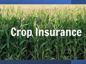 Crop Damage Insurance