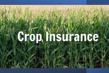 Crop Damage Insurance