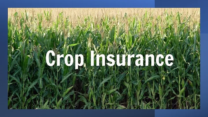 Crop Damage Insurance